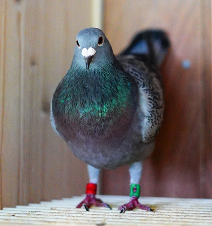 圖檔