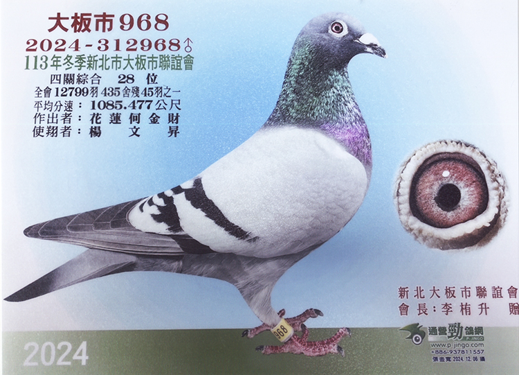 鴿 白枕鸽/ White-naped Pigeon / Columba albinucha – 鸟网