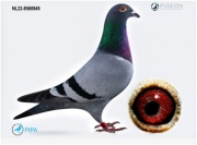 NL22-8560849灰 公
精選進口銘鴿